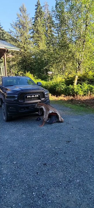 Seeing Our Dog's Reaction to Cougar Rug