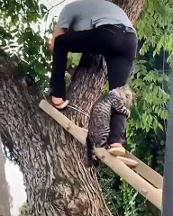 Cat rescued from tree