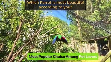 10 Most Beautiful Parrots on Planet Earth