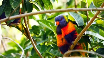 10 Most Beautiful Lorikeets on Planet Earth