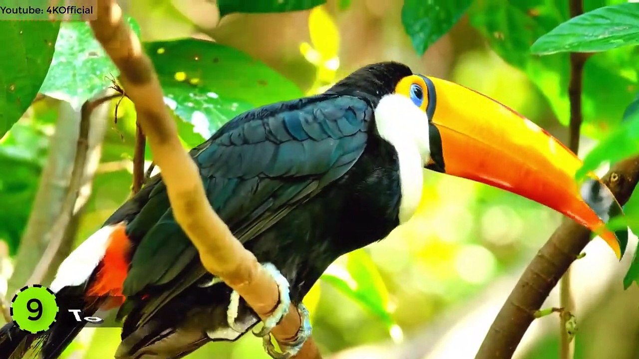 World's Most Expensive Animals (2019)