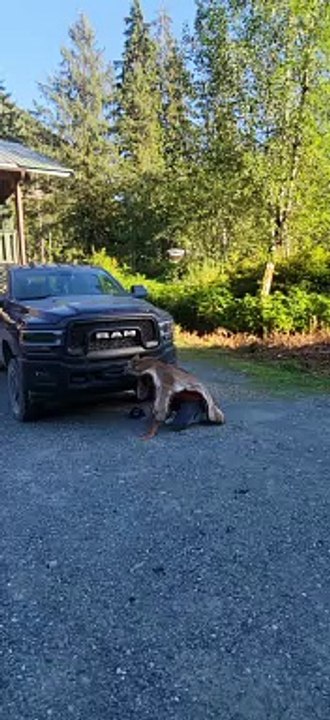 Seeing Our Dog's Reaction to Cougar Rug