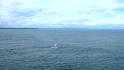 Avistamiento de ballenas, un orgullo para el Pacífico colombiano