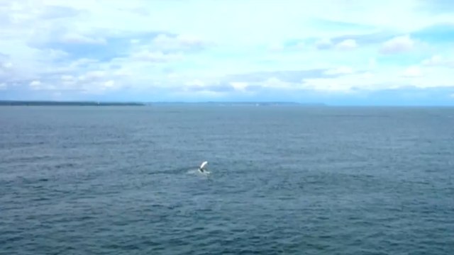 Avistamiento de ballenas, un orgullo para el Pacífico colombiano