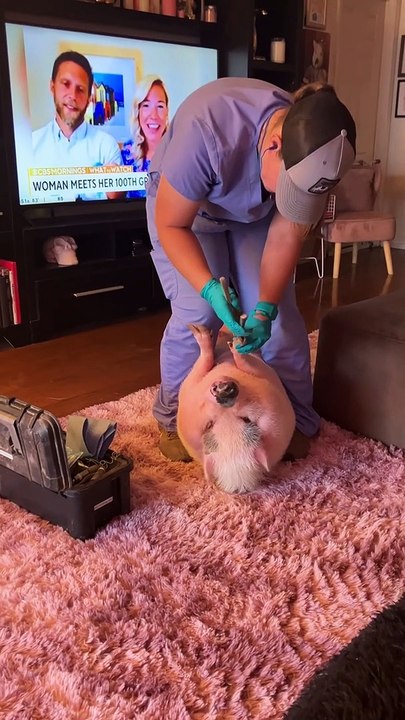 Piggy Smalls Gets His Nails Done