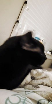 Cat Licks the Air When Being Pet