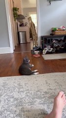Porkchop the Kitten Responds to Cat Translator App