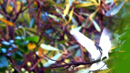 10 Most Beautiful White Birds in the World