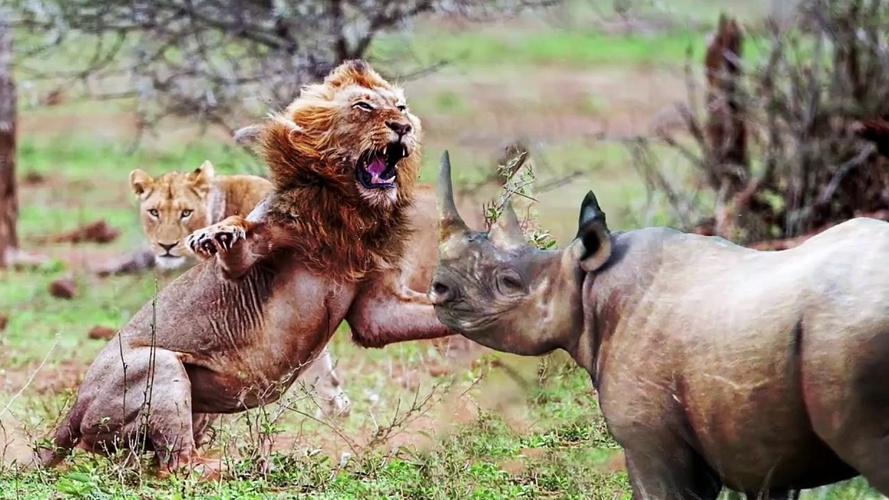 7 Animals That Can Kill a Lion Easily