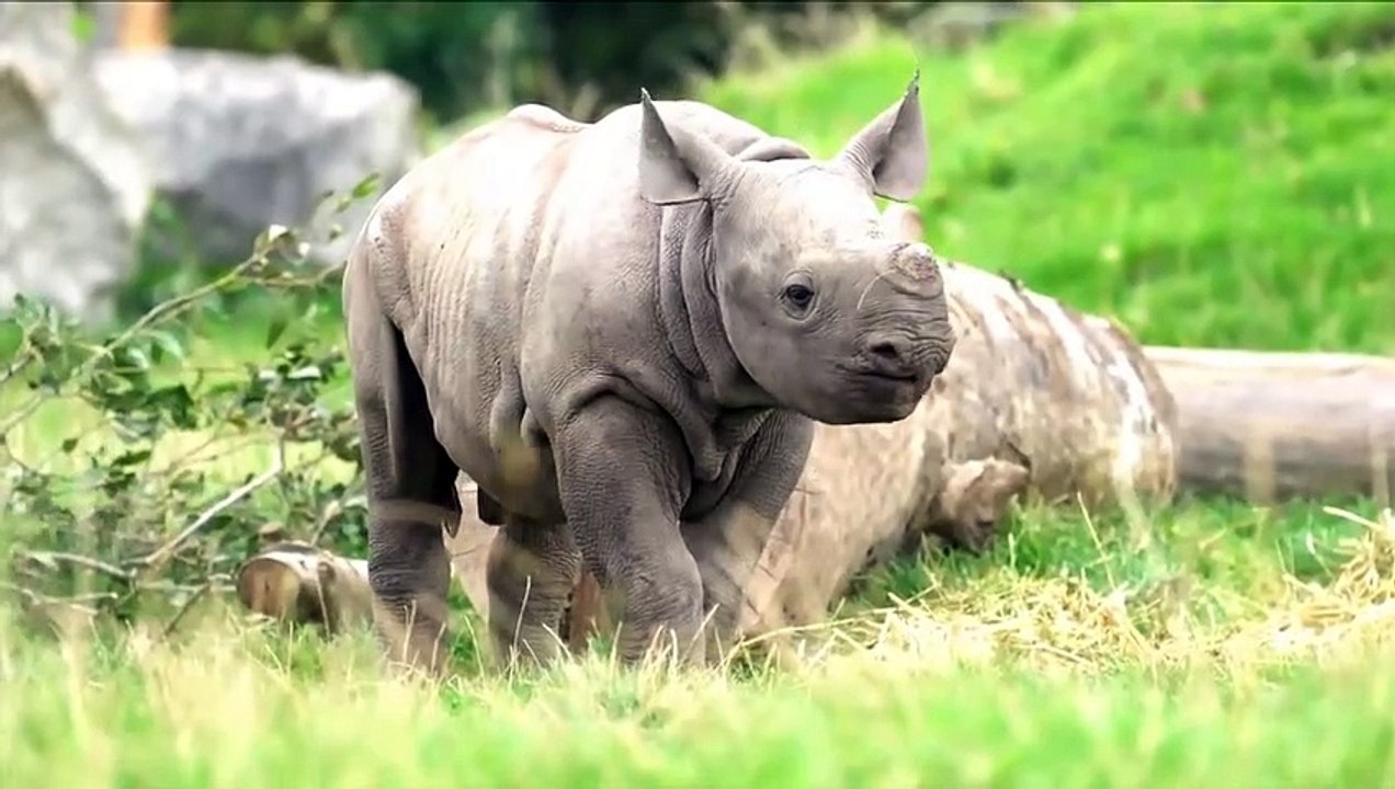 10 Most Aggressive Animals in the World
