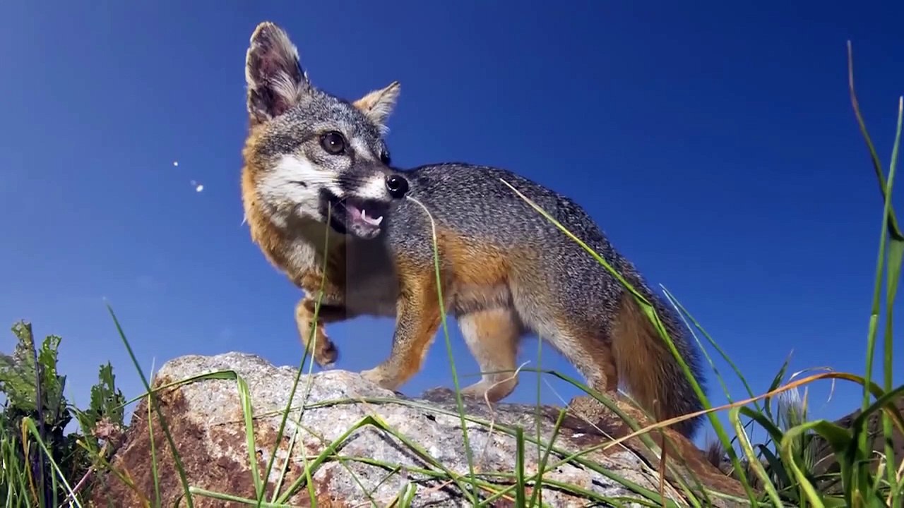 10 Most Beautiful Foxes in the World
