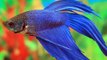 10 Most Beautiful Betta Fish in the World