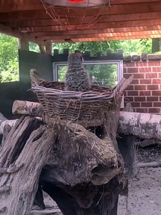 Erdmännchen beobachtung ACHTUNG Stopp! #shorts #diy #trending #viral #experiments #asmr #ytshorts