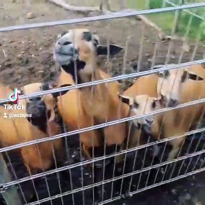 Wir Wollen hamham Bitte ! #shorts #diy #trending #viral #experiments #asmr #ytshorts