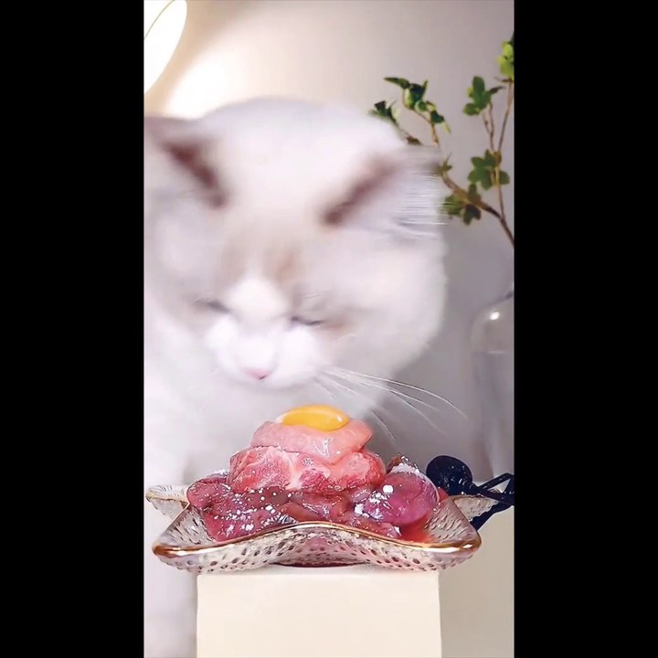Funny cat videos2022