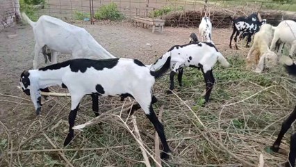 Amazing types of goats available in our village