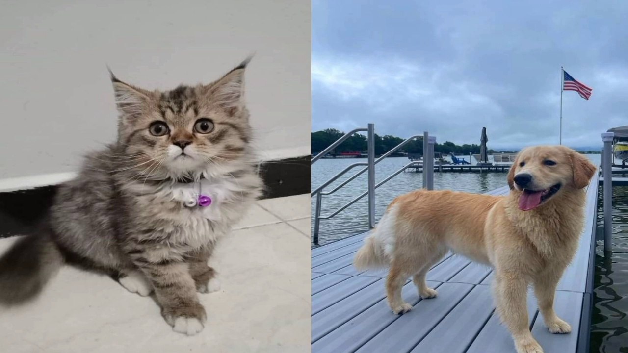 IMUT BANGET ANAK KUCING&ANJING baby cats&dogs swete fun