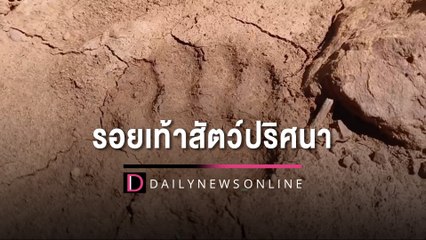 เข้าป่าเจอแบบนี้ถึงสะดุ้ง! รอยเท้าสัตว์ปริศนาโผล่กลางไร่ทำคนแตกตื่น | HOTSHOT เดลินิวส์ 29/08/65