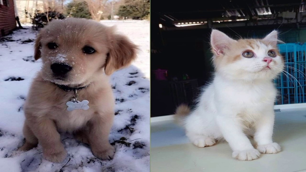 DUM DUM DUM ANAK KUCING&ANJING baby cats&dogs meao meoa