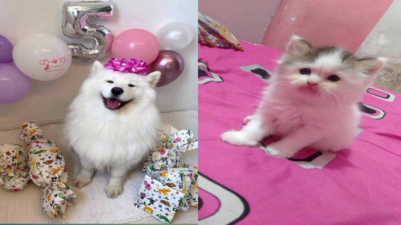 TUY TUY ANAK ANJING&KUCING baby dogs&cats meao