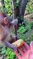 Baby monkey cute eating