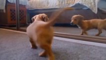 Funny dog and cat with playing entertainment video complition 2022