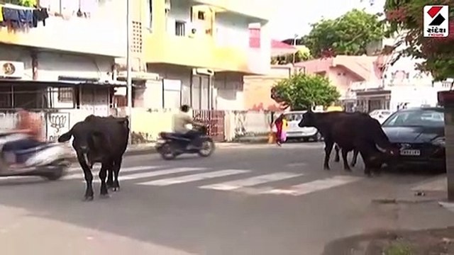 અમદાવાદમાં રખડતા ઢોરનો આતંક યથાવત