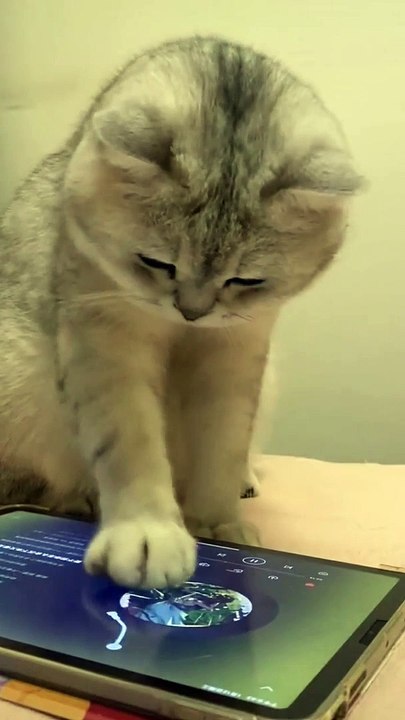 Funny Cats videos