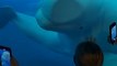 No todo es #ternura: una #ballena #beluga se enfadó con unos #turistas