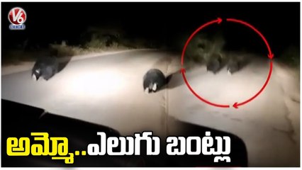 Bear Spotted At Elgandal Village , Public In Fear _ Karimnagar _ V6 News