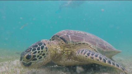 Fenêtre sur l’Outre-mer - Mayotte : protéger les tortues