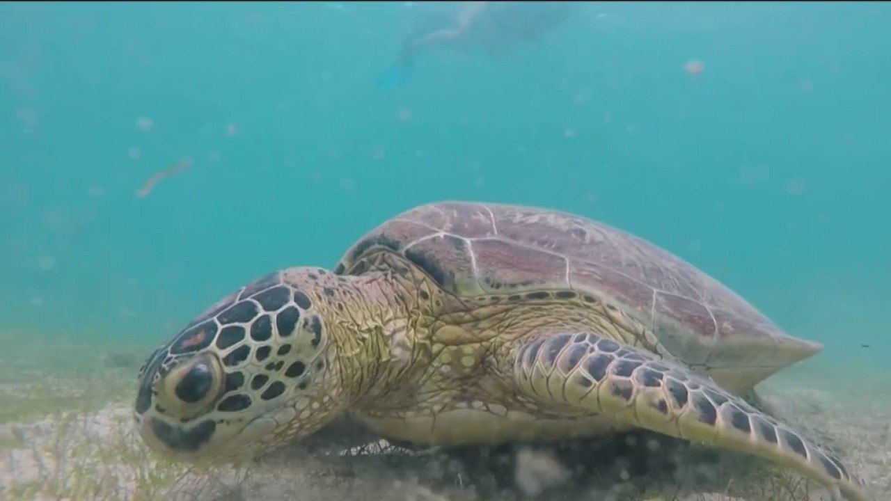 Fenêtre sur l’Outre-mer - Mayotte : protéger les tortues