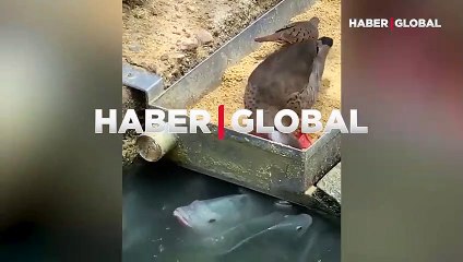Kendinden önce balıkları besleyen duygusal ördek kamerada