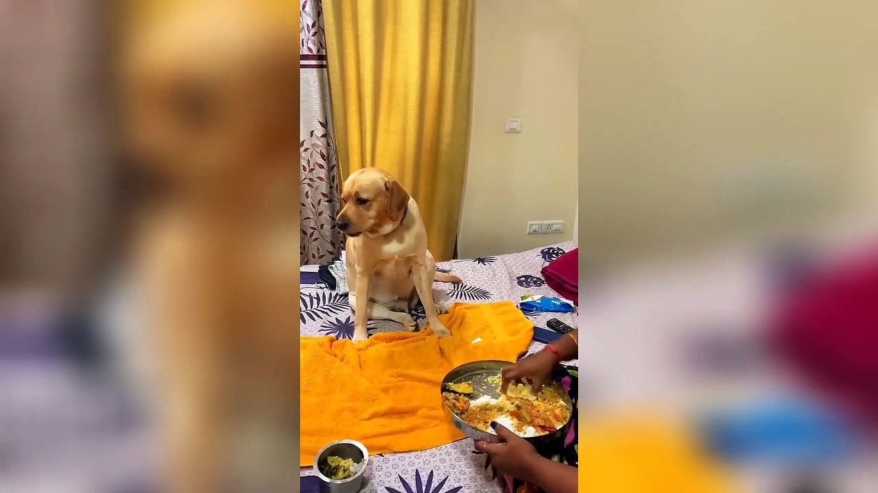 Dog and Cat Videos Cartoon Comedy Blog #animallover Part 1 2022