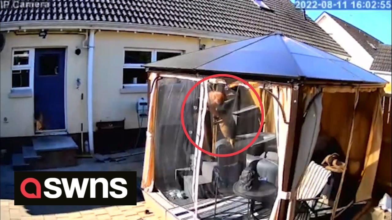 Hero dog alerts owner after companion almost drowns in hot tub - saving the pooch's life