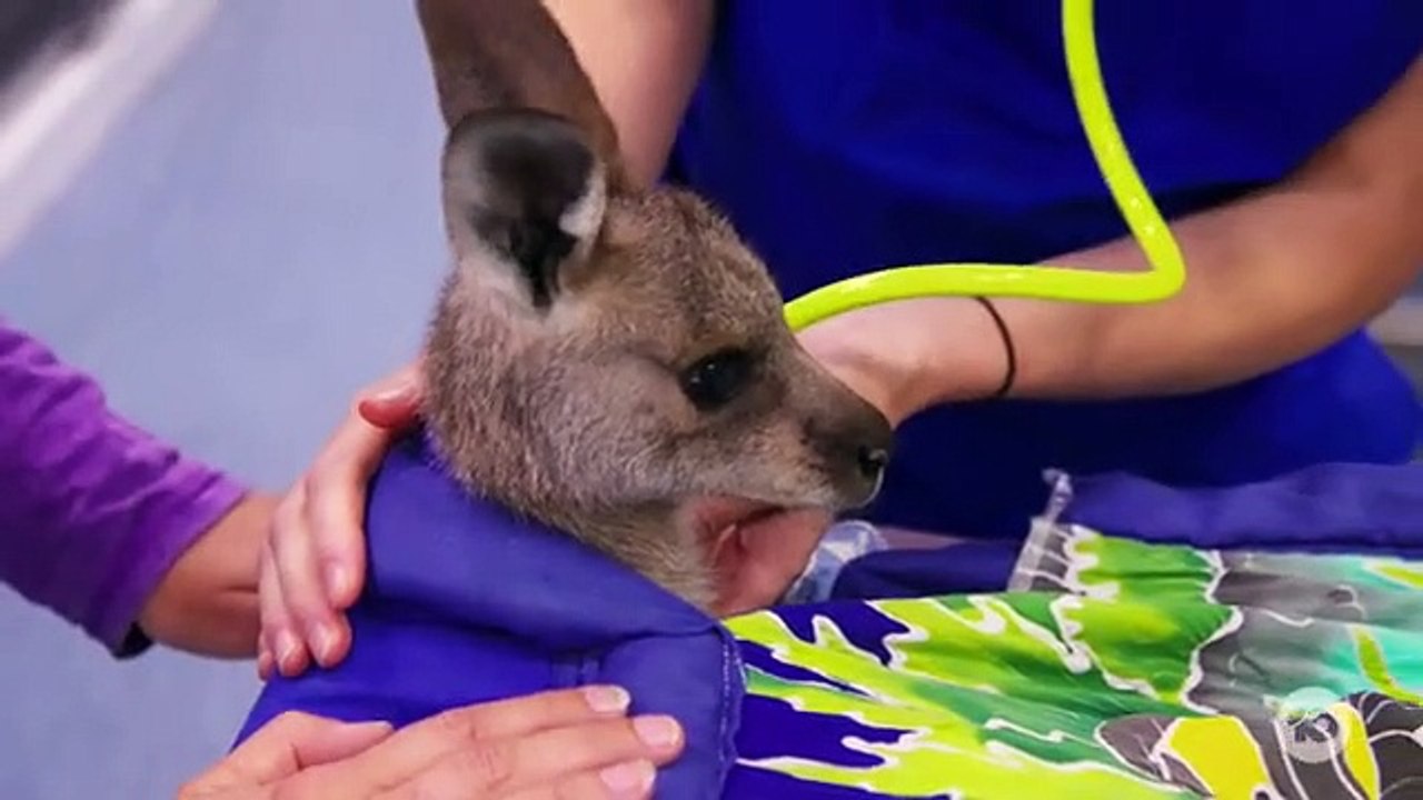 Wildlife Rescue Australia S01E10 video Dailymotion
