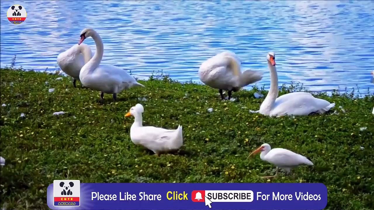 Beautiful Golden Pheasants and Wading
