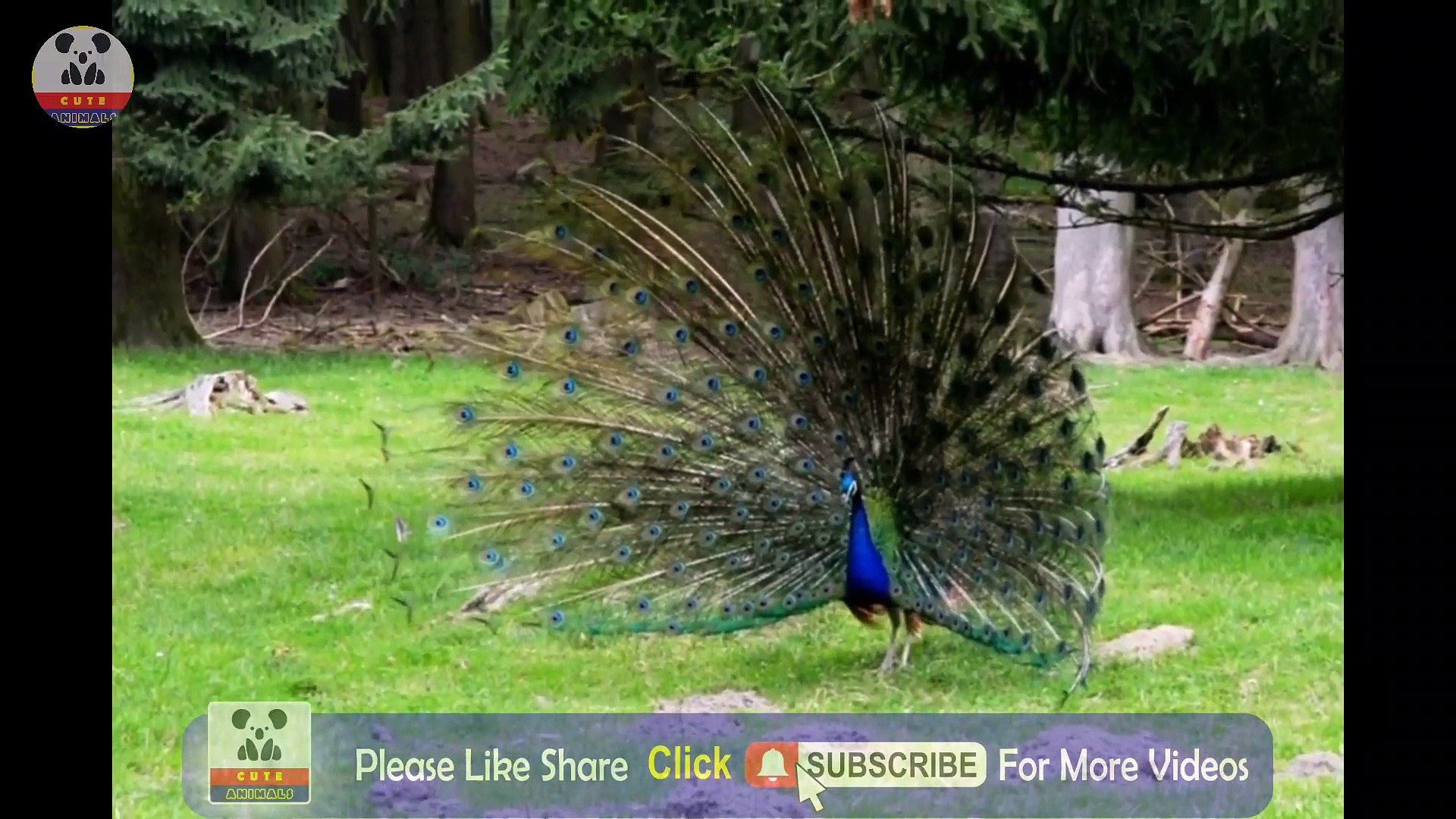 Cute Animals Relaxing | Cute Animals