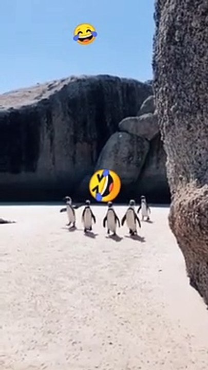 Penguin fun