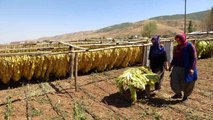 Muş haber! Muş'ta kadınlar çiftçilikle aile ekonomisine katkı sağlıyor