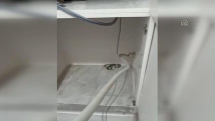 Evin dolabında yakalanan yılan doğaya bırakıldı