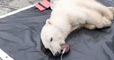 Une ourse polaire se coince une boîte de conserve dans la gueule et demande de l'aide à un humain
