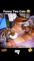 Very Funny Two Cat _ Cat Eating Milk _ Animals Funny Video #shorts #animals #cat #video #shortsfeed