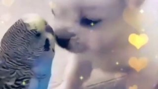 Parrot And Puppy Dog Cute Funny video।Parrot and Puppy।Cute Puppy and Parrot। Dailymotion Funny Video