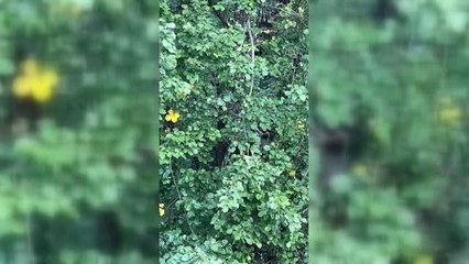 Ağaca çıkarak meyve yiyen iki ayı görüntülendi