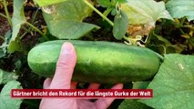 Gärtner bricht den Rekord für die längste Gurke der Welt