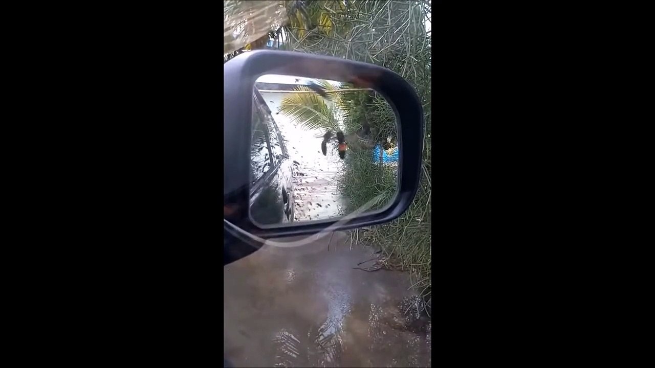 Mieux vaut garder les vitres fermées... nuée de frelons en colère