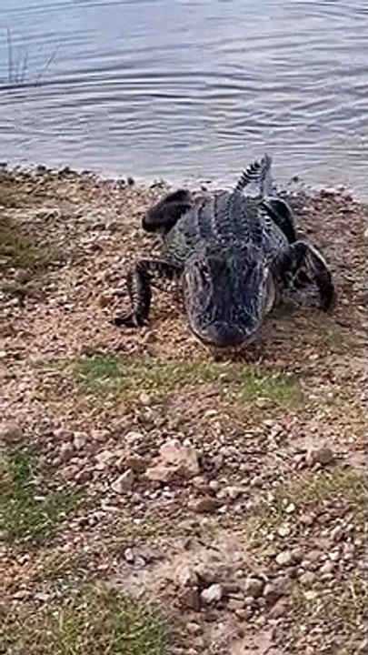 Ce crocodile vient voler la prise d'un pêcheur... Miam