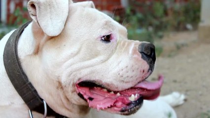 Rescue's plea as this Lonely Hearts Club bulldog spent his whole life in a shelter and no one wants to adopt it