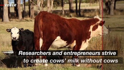 ‘Synthetic Milk’ Made Without Cows May Be Coming to Supermarkets Near You